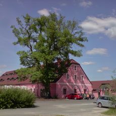 Jilm u Cvildovského rybníka