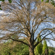 Winterlinde in Auerbach