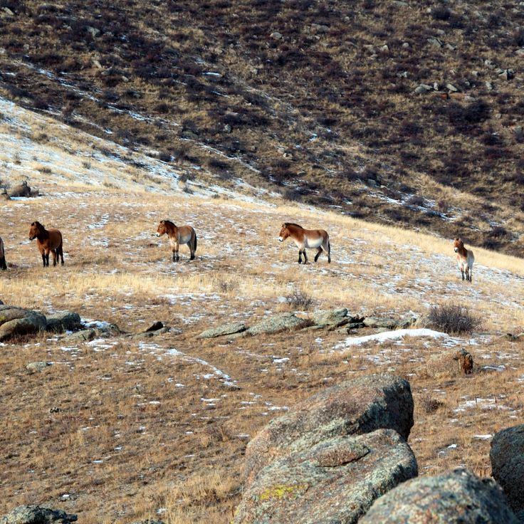 Parco Nazionale Khustain Nuruu