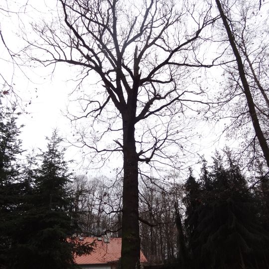 Dub letní západně od hájovny v Čimickém háji