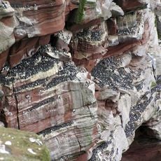 St Bees Head RSPB reserve