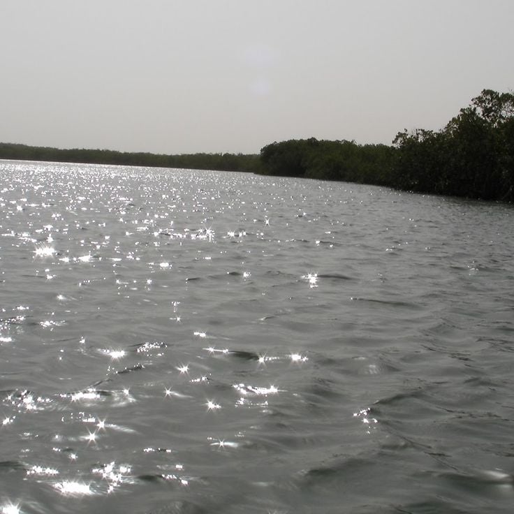 Gambiaelvas nasjonalpark