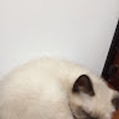 rikou