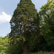 Mammutbaum am Schloss Falkenberg