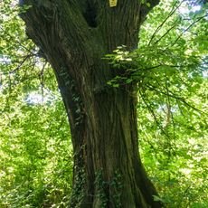 Tilia into Pfarrholz Weltewitz