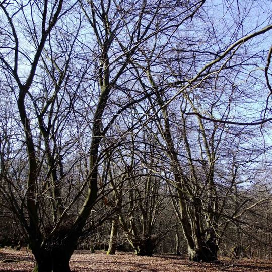 Hodgemoor Wood