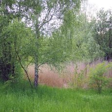 Pfuhlgelände an der Britzer Straße