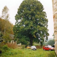 Lípa u Kaceřovského mlýna