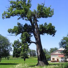 Lípa u Gigantu