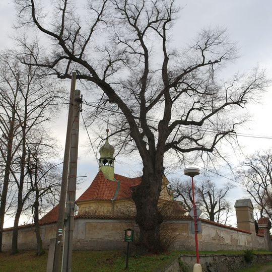 Lípa v Lobkovicích 1