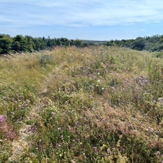Long Burgh long barrow, Alfriston.