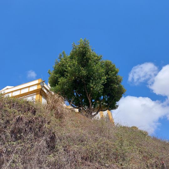 Árvore isolada em Casa do Castelo