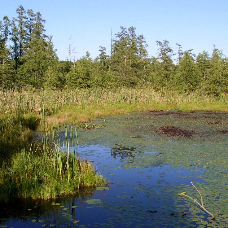 Area Naturale Statale di Volo Bog