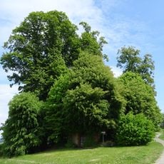 Lindengruppe von Harle
