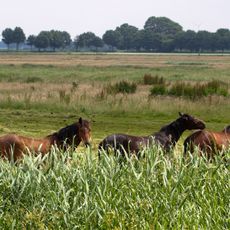 Dümmer Nature Park