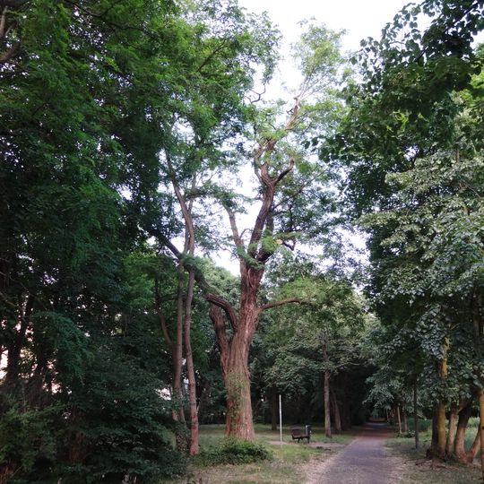 Schein-Akazie Friedhof Rummelsburger Straße