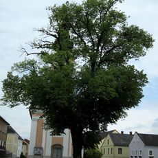 Kirchenlinde in Klam