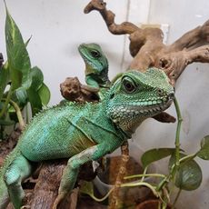 Terrarium et Vivarium de Kerdanet