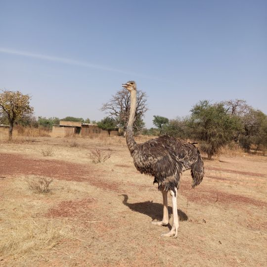 Parc Animalier de Ziniaré