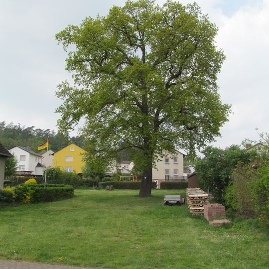 2 Eichen von Zimmersrode