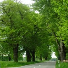 Lindenallee mit Eschen u. Ahorne (50 Bäume) (diverse Bäume gefällt)