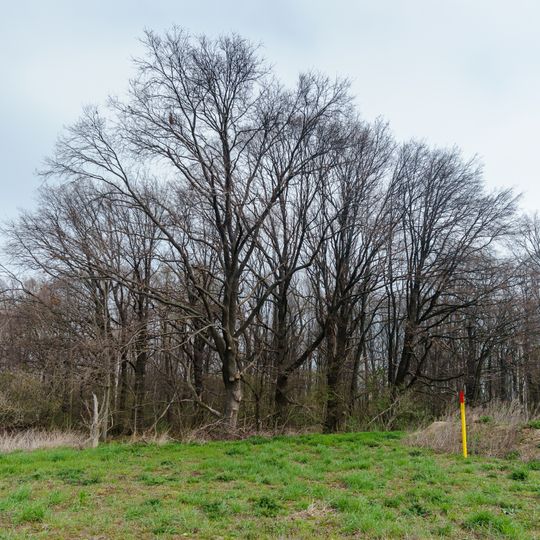 Rotbuche im Reußener Wäldchen