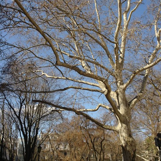 London Plane at Palais-Royal garden, 2