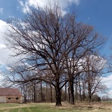 Památný dub letní severozápadně od Munického rybníka I