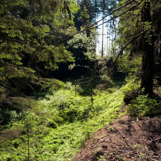 Pflanzenstandort bei Dietrichsweiler