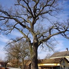 Dub v Malé Šitboři