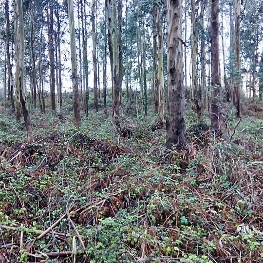 Castro de Punta Mourón