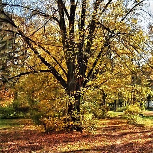 Park Vidpochynku, Mukachevo