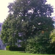 Stieleiche am Europaplatz