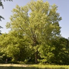 Populus nigra close to Libice nad Cidlinou