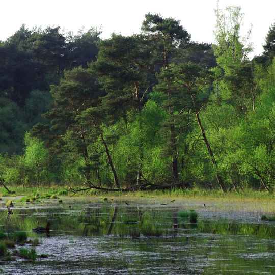 Diersfordter Wald/ Schnepfenberg