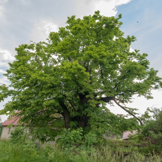 Kroppachlinde zwischen Zävertiz und Schrebitz