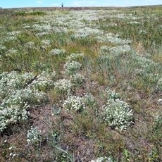 Balka Pivnichna Botanical Sanctuary