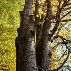 Klenový troják v Hřebenech