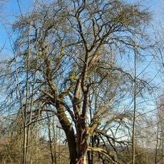 Zelenohorská hruška