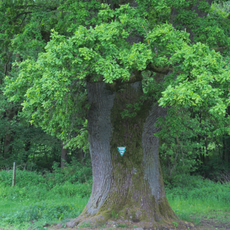 Eiche an der Wolfsmühle bei Herbstein