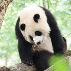 Chengdu Research Base of Giant Panda Breeding