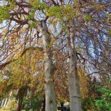 Zwei Süntelbuchen auf dem Johannesfriedhof in Meißen-Cölln