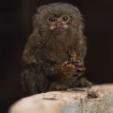 Berkenhof 's Tropical Zoo & Vlindertuin
