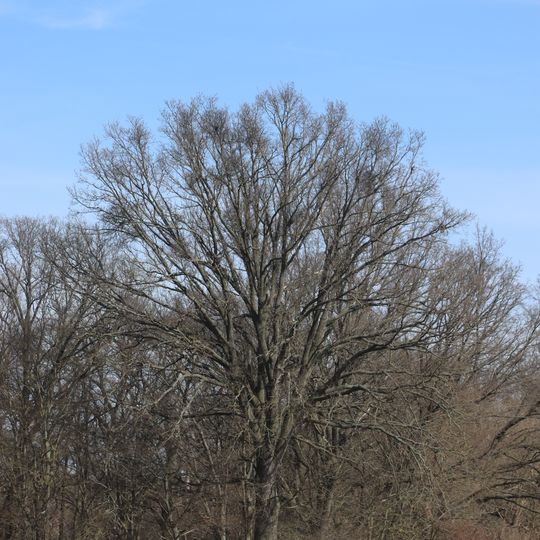 Dub jižně od ohrazenic