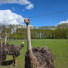 't Struisvogelnest