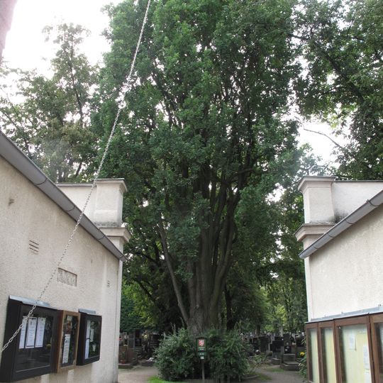 Pyramidální dub na hřbitově