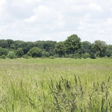 NSG Feuchtwiese Hansell