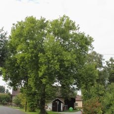 Platan v Modřišicích