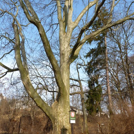 Platan javorolistý v Řečkovicích