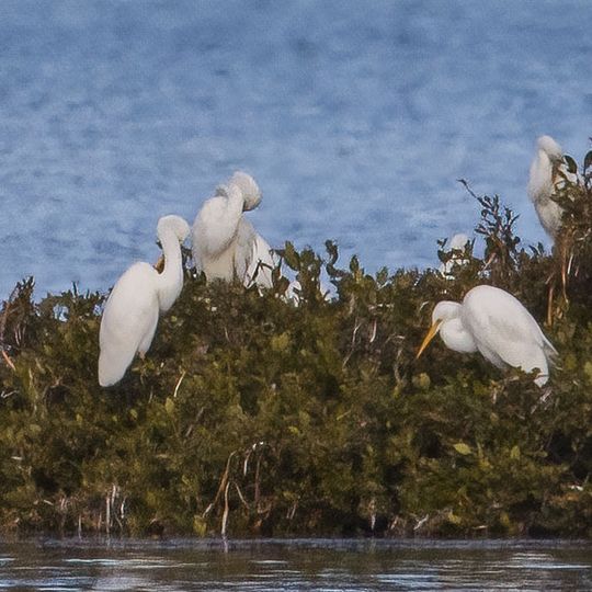 Adelaide International Bird Sanctuary National Park - Winaityinaityi Pangkara National Park